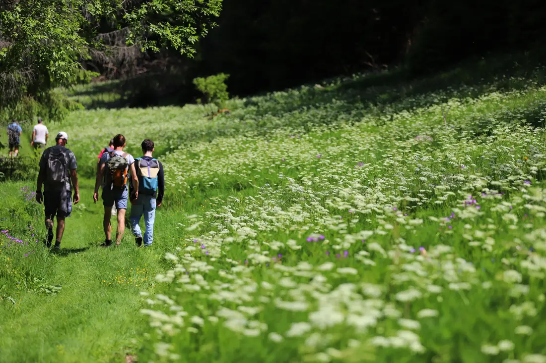 Durch blühende Wiesen Drei Tage Thüringer Wald: Warum wir jedes Jahr gemeinsam verschwinden