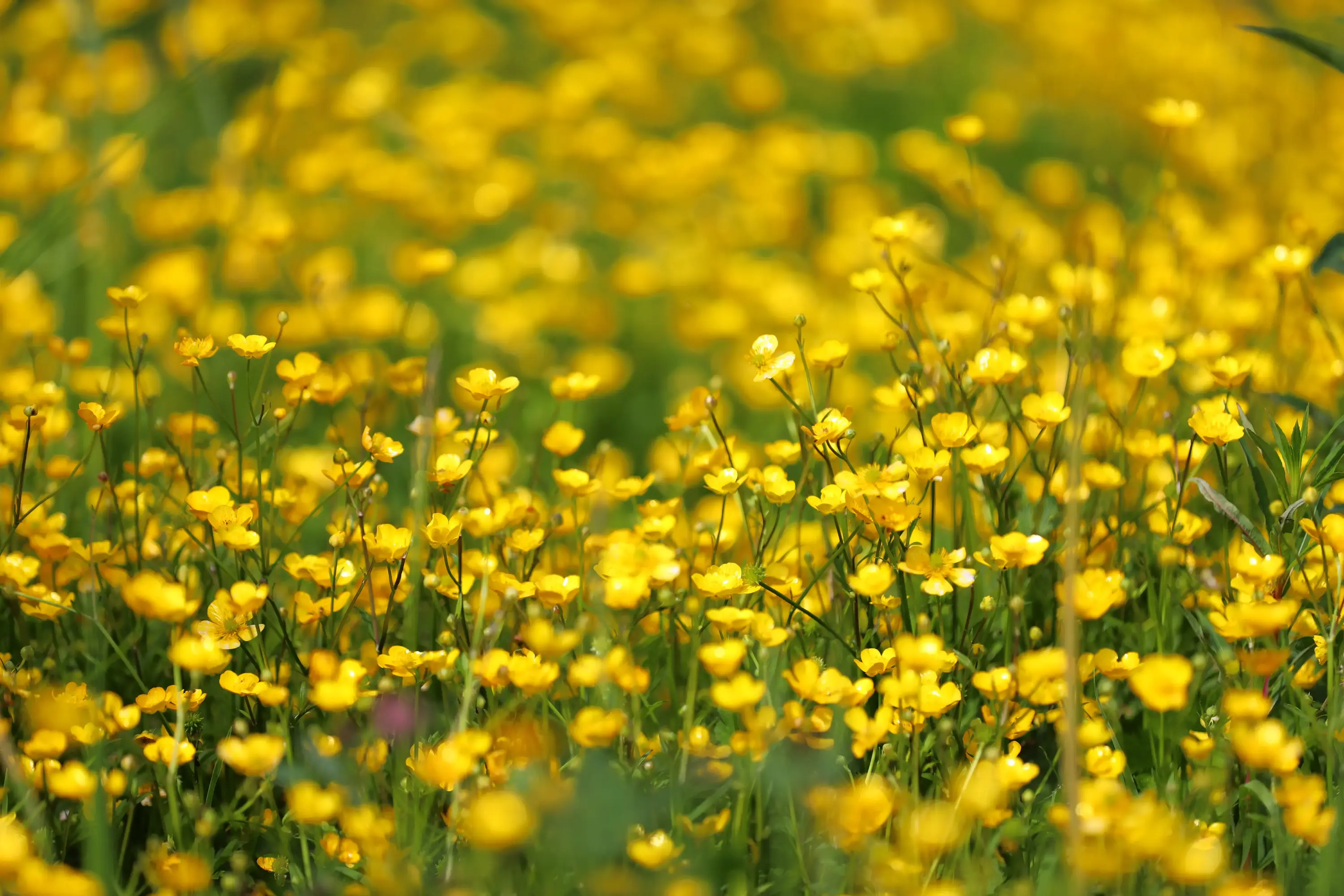 Blütenmeer am Wegesrand Nahaufnahme einer Wiese voller gelb blühender Butterblumen.