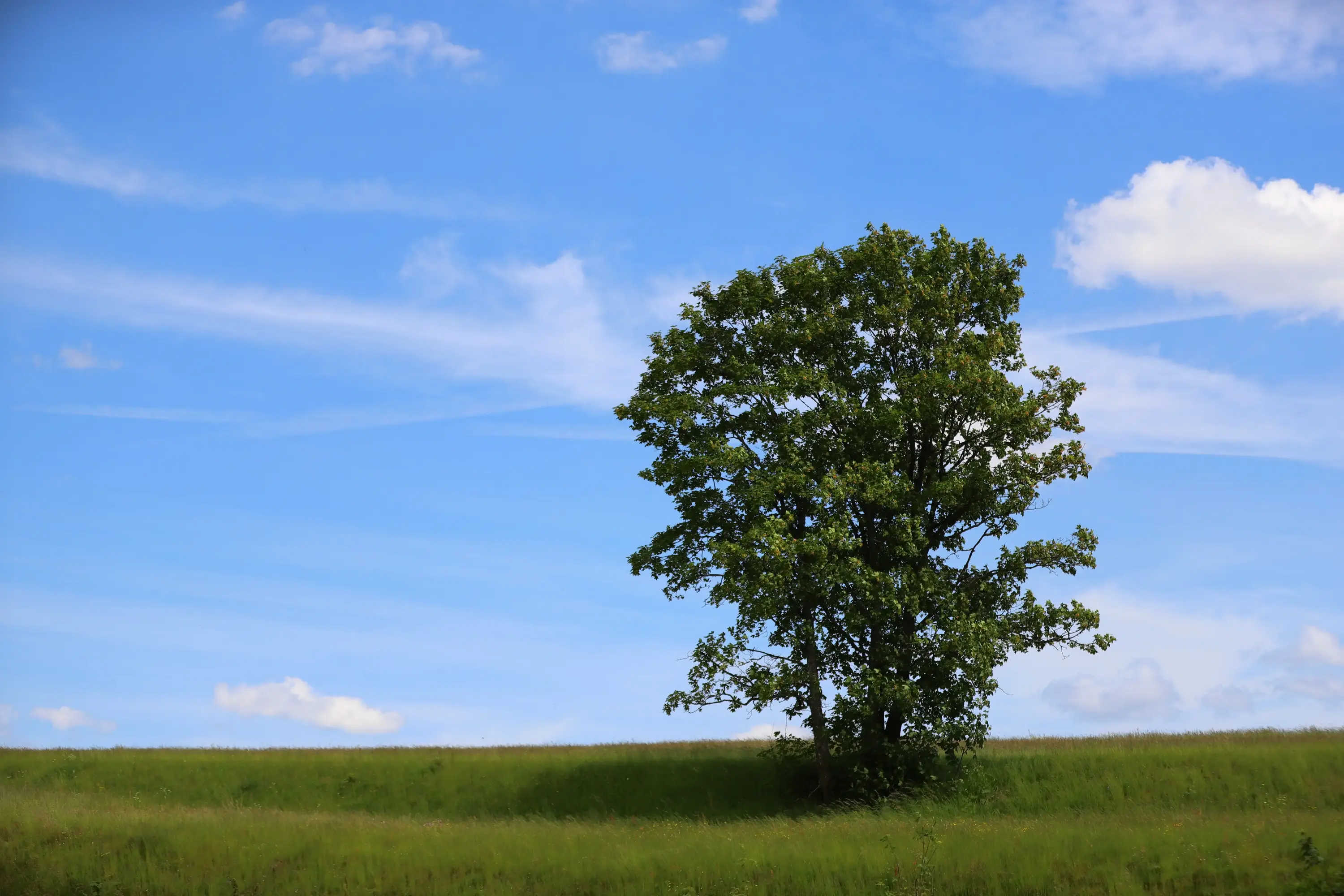 Weite im Naturpark Einzelner Laubbaum auf einer grünen Wiese unter blauem Himmel mit Wolken.